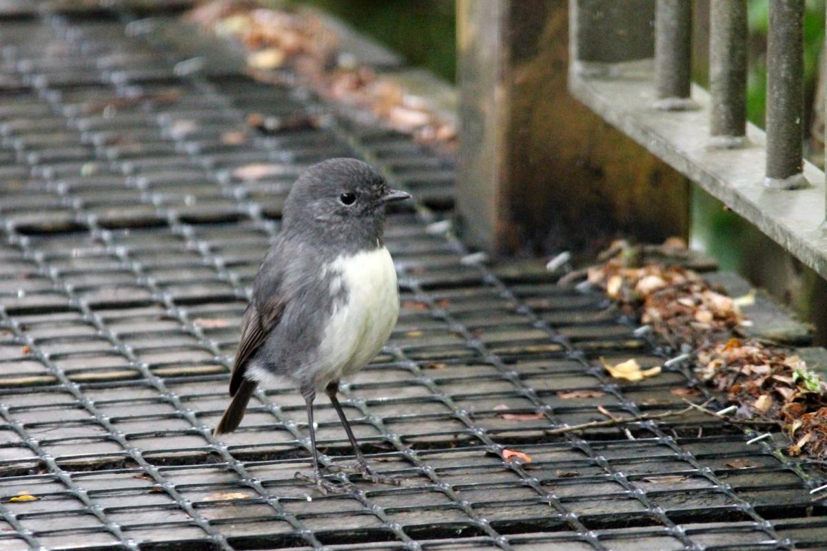 New Zealand Robin (Petroica australis), Te Anau Milford Highway, Te Anau Downs, Southland, New Zealand, 2014-03-04 New Zealand Robin (Petroica australis)